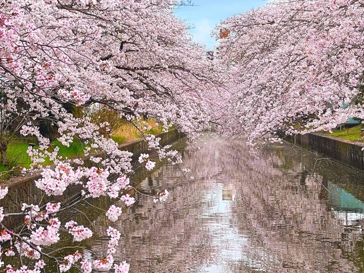🌸 신카와 벚꽃길 (신카와 사쿠라 도리) 이미지 1